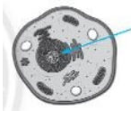 Quan sát tế bào bên và cho biết mũi tên đang chỉ vào thành phần nào của tế bào: (ảnh 1)
