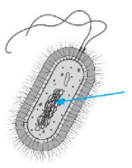 Quan sát tế bào bên và cho biết mũi tên đang chỉ vào thành phần nào của tế bào. (ảnh 1)