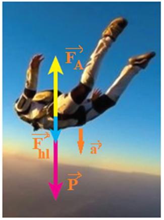 Biểu diễn hợp lực và gia tốc của người nhảy dù khi đang rơi chưa bung dù và khi dù đã bung ra. (ảnh 1)