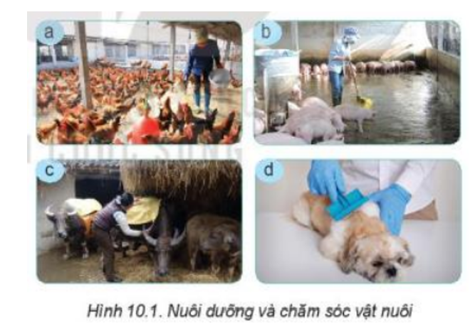 Quan sát Hình 10.1 và cho biết nuôi dưỡng, chăm sóc vật nuôi bao gồm những công việc gì (ảnh 1)