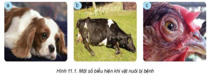 Quan sát Hình 11.1 và nêu một số biểu hiện bệnh của mỗi loại vật nuôi (ảnh 1)