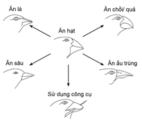 Chim sẻ trên quần đảo Galapagos được cho là có nguồn gốc từ Nam Mỹ (ảnh 1)