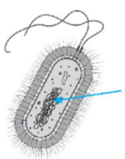 Quan sát tế bào bên và cho biết mũi tên đang chỉ vào thành phần nào của tế bào.    (ảnh 1)