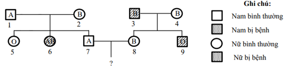 Sự di truyền bệnh P ở người do 1 trong 2 alen quy định (ảnh 1)