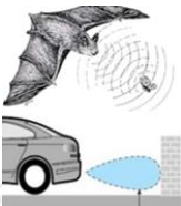 Có thể bạn chưa biết, Dơi là loài vật có khả năng phát và cảm nhận được sóng siêu âm. Để tránh bị va chạm khi bay, dơi phát ra  (ảnh 1)
