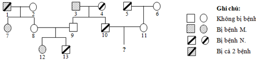 Sơ đồ phả hệ dưới đây mô tả sự di truyền của 2 bệnh M và N ở người; (ảnh 1)