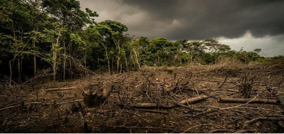 Em hãy sưu tầm tư liệu để viết một báo cáo ngắn về hậu quả của việc phá rừng đầu nguồn đối với môi trường tự nhiên và đời sống của người dân. (ảnh 1)