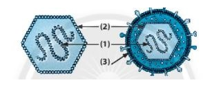 Quan sát hình dưới đây và xác định cấu tạo của virus bằng cách lựa chọn đáp án đúng. (ảnh 1)
