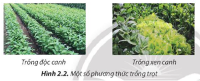 Quan sát Hình 2.2 và trình bày điểm khác nhau giữa độc canh và trồng xen canh. (ảnh 1)