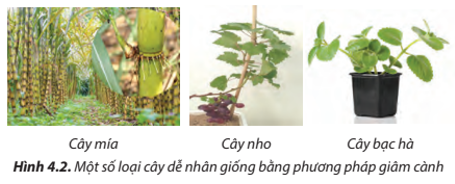 Các loại cây dễ nhân giống bằng phương pháp giâm cành ở Hình 4.2 (ảnh 1)