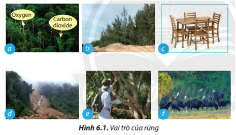 Em hãy nêu vai trò của rừng đối với môi trường, đời sống và sản xuất trong (ảnh 1)