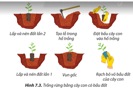 Quan sát Hình 7.3 và sắp xếp các công việc trồng rừng bằng cây con có bầu đất (ảnh 1)