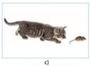 1. Đặt tên tập tính của các động vật thể hiện trong Hình 33.2a, b, c, d. (ảnh 4)