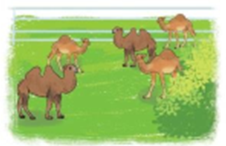 Một trang trại có 15 con lạc đà có 1 bướu, còn lại là lạc đà có 2 bướu (ảnh 1)