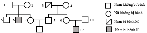 Phả hệ ở hình bên mô tả sự di truyền của 2 loại bệnh di truyền M và N hiếm gặp ở người, (ảnh 1)
