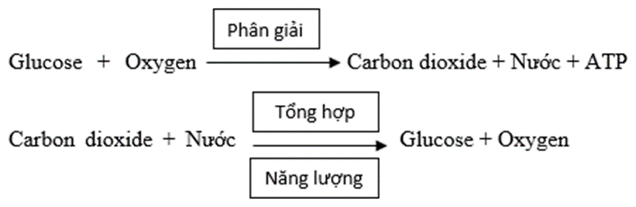 1. Đọc thông tin trong mục II, sử dụng các cụm từ: Glucose, Carbon dioxide, ATP, Nước, Oxygen thay thế cho các dấu (?) trong các phương trình dưới đây. (ảnh 2)