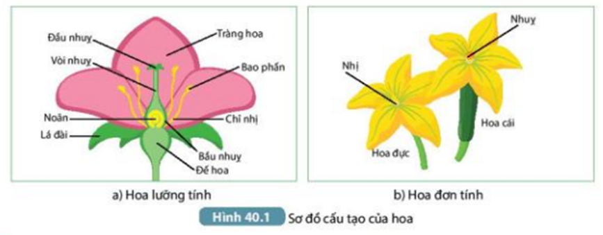 1. Quan sát Hình 40.1a, mô tả cấu tạo của hoa lưỡng tính. Hoa lưỡng tính có đặc điểm gì khác hoa đơn tính? (ảnh 1)