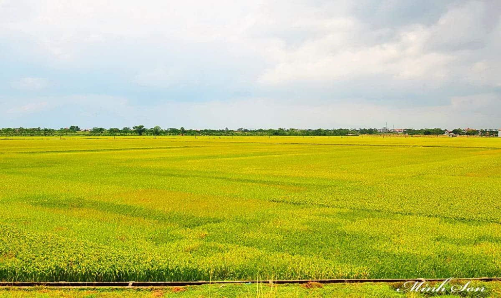 Em hãy sưu tầm tư liệu để giải thích lí do cây lúa nước phù hợp với điều kiện tự nhiên Việt Nam. (ảnh 1)