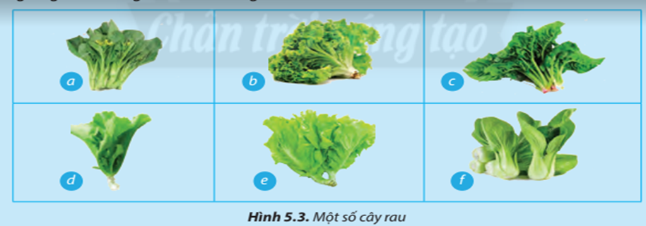 Quan sát Hình 5.3 và cho biết cây nào là cây cải xanh đã được hướng dẫn trồng (ảnh 1)