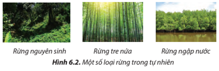 Những loại rừng ở Hình 6.2 được gọi tên theo đặc điểm nào của rừng? (ảnh 1)