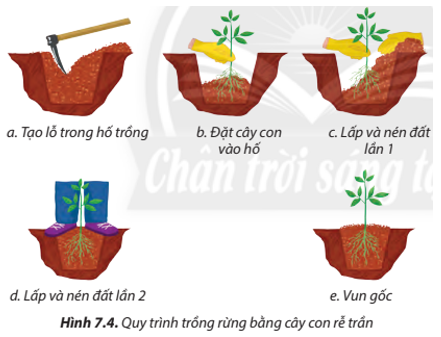 Quan sát Hình 7.4, giải thích các thao tác kĩ thuật của phương pháp trồng rừng (ảnh 1)