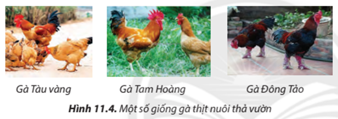 Theo em, các giống gà thịt nuôi thả vườn như trong Hình 11.4 có đặc điểm hình (ảnh 1)
