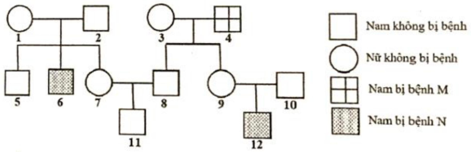 Phả hệ dưới đây mô tả sự di truyền của bệnh M và bệnh N ở người, (ảnh 1)
