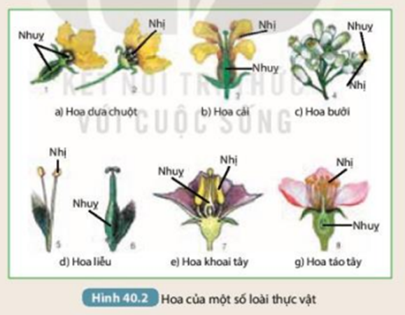 2. Phân loại hoa đơn tính và hoa lưỡng tính trong Hình 40.2. (ảnh 1)