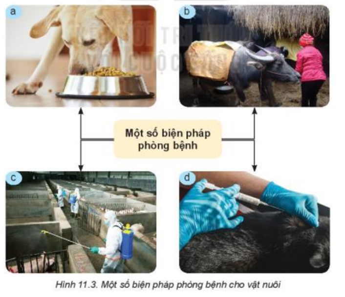 Quan sát Hình 11.3 và nêu một số biện pháp phòng bệnh cho vật nuôi. (ảnh 1)