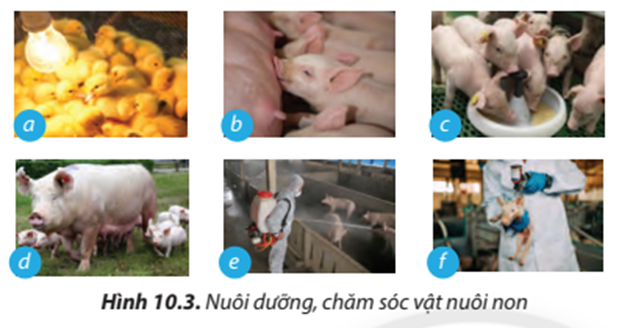 Nêu tác dụng của các công việc nuôi dưỡng và chăm sóc vật nuôi non được minh họa (ảnh 1)