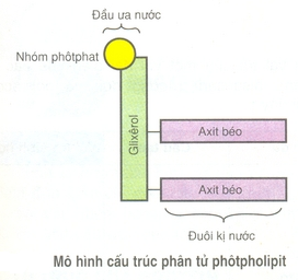 Màng tế bào được cấu tạo bởi lớp photpholipit, có bề mặt ngoài mang điện tích âm được quyết định bởi: 	A. Phân tử axit béo không no (ảnh 1)