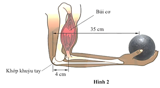 Hình 2 mô tả cấu trúc bên trong của một cánh tay người đang giữ một vật nặng. Búi cơ cung cấp một lực hướng lên. Lực của búi cơ có tác dụng làm cẳng tay quay ngược chiều kim đồng hồ quanh trục quay là khớp khuỷu tay (ảnh 1)