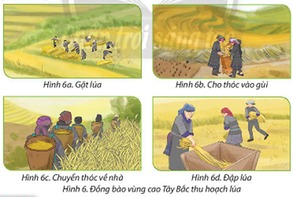 Em hãy sắp xếp các hình dưới đây theo thứ tự các bước để thu hoạch lúa của đồng bào vùng cao Tây Bắc. (ảnh 1)