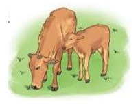 Con bê cân nặng 120 kg, con bò nặng gấp 3 lần con bê (ảnh 1)