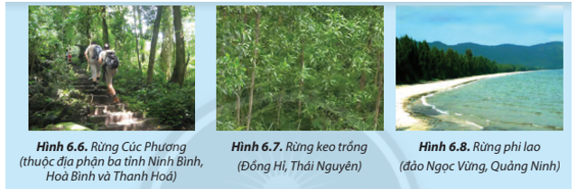 Hãy cho biết mục đích sử dụng các loại rừng thể hiện ở Hình 6.6, 6.7 và 6.8. (ảnh 1)