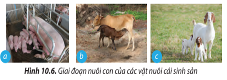Hãy nêu nhiệm vụ của các vật nuôi cái sinh sản ở giai đoạn nuôi con ( Hình 10.6). (ảnh 1)