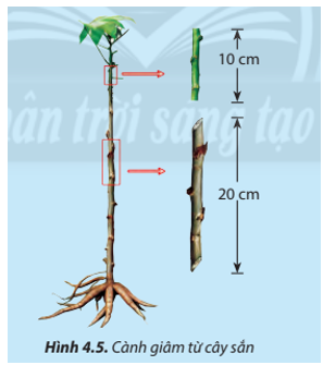 Thân cây sắn sau khi thu hoạch sẽ được cắt thành các đoạn ngắn để làm giống (ảnh 1)