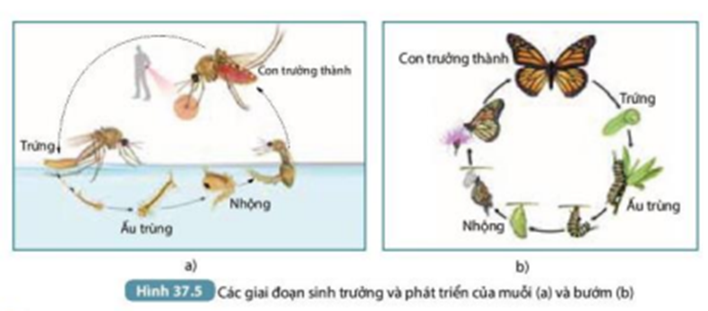 Quan sát Hình 37.5, thực hiện các yêu cầu sau:  1. Nhận xét về hình thái của muỗi và bướm ở các giai đoạn khác nhau trong vòng đời. (ảnh 1)