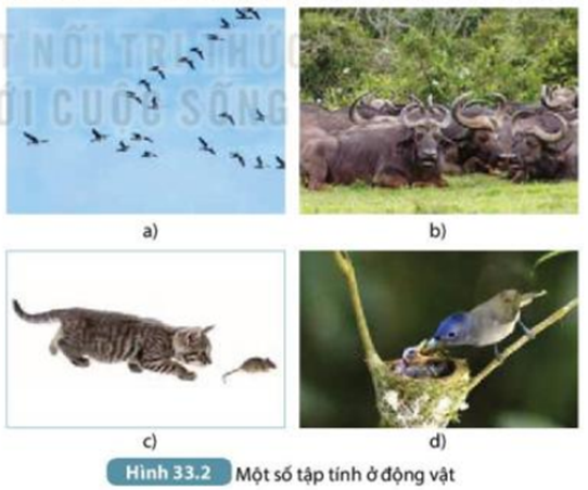1. Đặt tên tập tính của các động vật thể hiện trong Hình 33.2a, b, c, d. (ảnh 1)