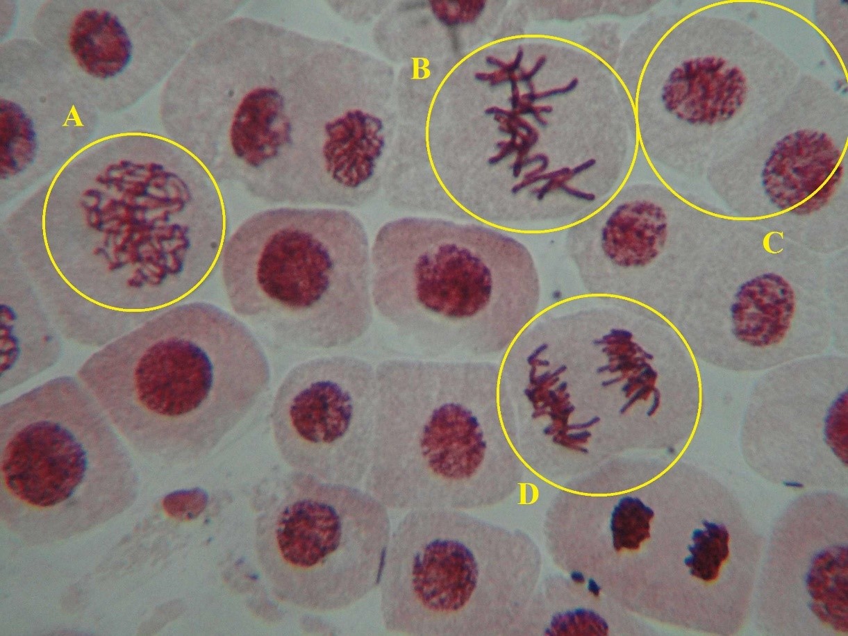 Kết quả a) Kết quả thực hành: làm và quan sát tiêu bản quá trình nguyên phân của tế bào (ảnh 1)