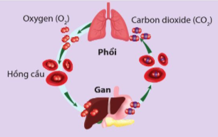 Sự hô hấp cung cấp oxygen cho các phản ứng (ảnh 1)