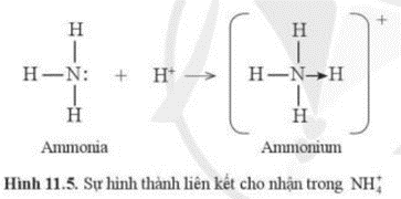 Những nguyên tử nào trong cation ammonium  (ảnh 1)