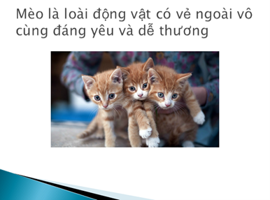 Mỗi nhóm chọn một đề tài ở Bảng 1. Hãy sử dụng máy tính trong một số bước thực hiện đề tài. Các nhóm sẽ trình bày kết quả thực hiện đề tài trước lớp (ảnh 3)