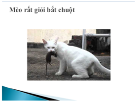 Mỗi nhóm chọn một đề tài ở Bảng 1. Hãy sử dụng máy tính trong một số bước thực hiện đề tài. Các nhóm sẽ trình bày kết quả thực hiện đề tài trước lớp (ảnh 4)