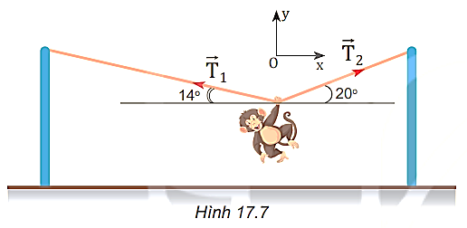 Một con khỉ biểu diễn xiếc. Nó dùng tay nắm vào dây để đứng yên treo mình như Hình 17.7. Hãy cho biết trong hai lực căng xuất hiện trên dây (  và  ), lực nào có cường độ lớn hơn. Tại sao?   (ảnh 1)
