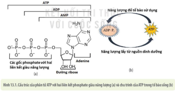 Quan sát hình 13.1, nêu cấu tạo và chức năng của ATP. Phân tử ATP mang năng lượng loại nào? Vì sao nói ATP là “đồng tiền” năng lượng của tế bào? (ảnh 1)
