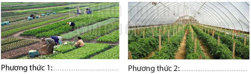 Nêu tên và ưu, nhược điểm của mỗi phương thức trồng trọt tương ứng với các hình dưới đây (ảnh 1)