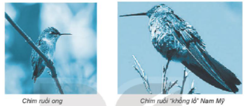 Chim ruồi “khổng lồ” Nam Mỹ (Giant hummingbird of South America) là loại chim (ảnh 1)