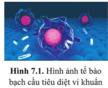 1. Tế bào vi khuẩn và tế bào bạch cầu (hình 7.1) thuộc loại tế bào nhân sơ hay nhân thực?  2. So sánh kích thước và cấu tạo của hai loại tế bào này.   (ảnh 1)