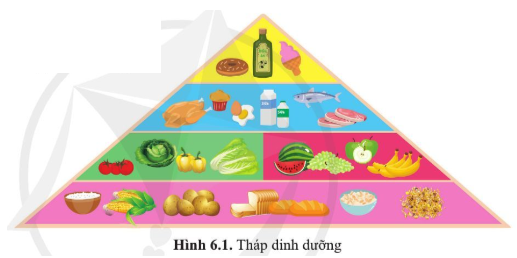 Trong tháp dinh dưỡng của người (hình 6.1), nhóm thực phẩm nào chiếm tỉ lệ cao nhất? Vì sao chúng chiếm tỉ lệ cao nhất?   (ảnh 1)